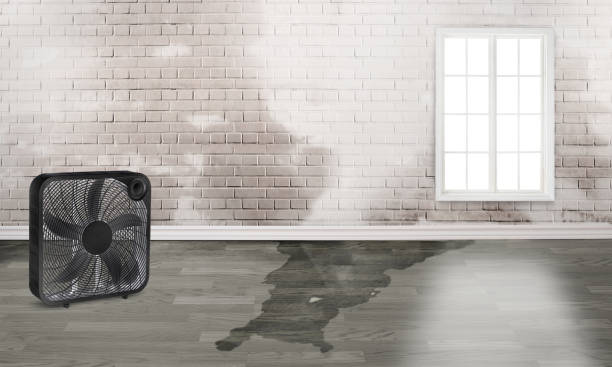 Best Professional water damage repair  in Aviston, IL